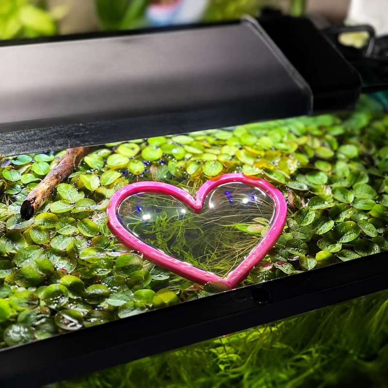 하트 모양의 물고기 먹이 공급 링 수족관 어항 물고기  - Aquarium Fish Food 리뷰 및 가격