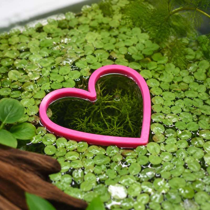 하트 모양의 물고기 먹이 공급 링 수족관 어항 물고기  - Aquarium Fish Food 리뷰 및 가격